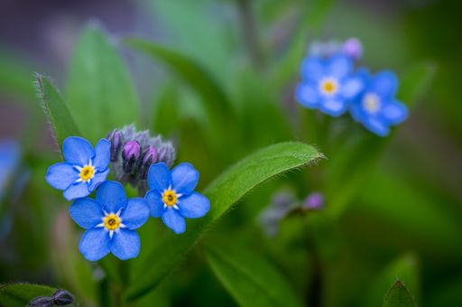 A selective focus shot of myosotis sylvatica flowers in the garden
