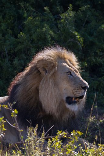 A vertical shot of a lion on a forest background under the sunlight