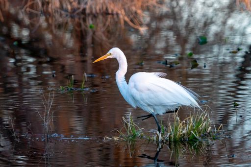 A closeup shot of a white crane bird in the lake