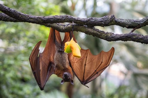 A large flying fox hanging upside down from a tree branch with pieces of fruit
