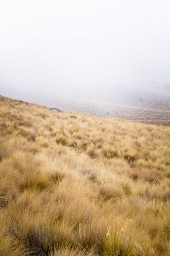 A vertical view of the Nevado de Toluca volcano covered in yellow grass on a foggy day in Central Mexico
