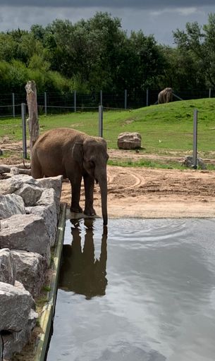 A vertical shot of a baby elephant playing around in a zoo