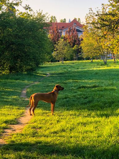 A vertical shot of an adorable brown dog in a park