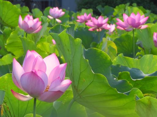 A selective focus shot of pink lotus flowers blooming in a field surrounded by leaves on a sunny day