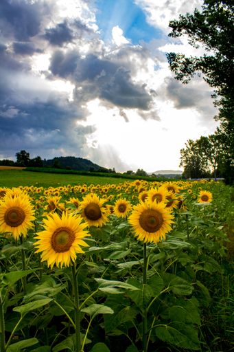 the Vertical shot of a sunflower field