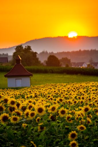 the Vertical shot of a sunflower field at sunset with mountainous   background