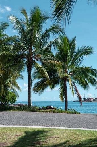 A vertical shot of tropical coconut trees near the ocean on Tahiti Island, French Polynesia