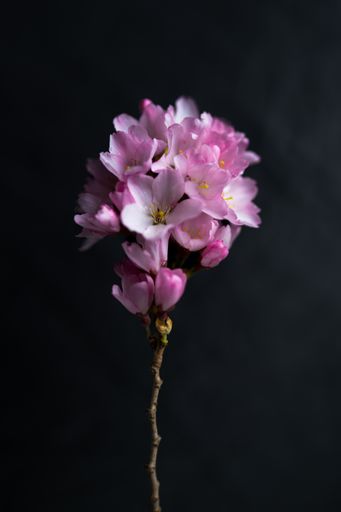 A vertical shot of blooming cherry blossoms