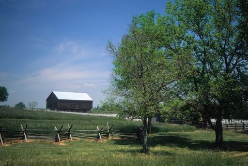 The green trees in the field with a small rural hut in the background on a sunny day