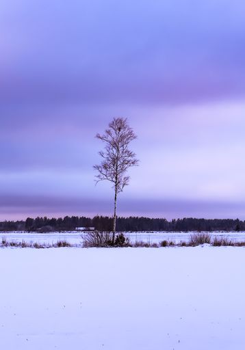 A vertical view of a single tree in the field covered with snow