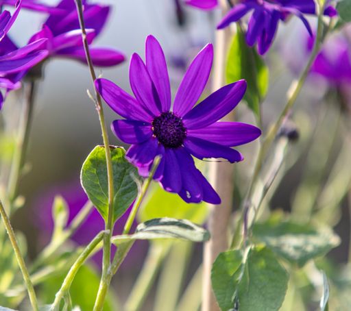 A closeup of a purple daisy growing in the garden on a blurry background