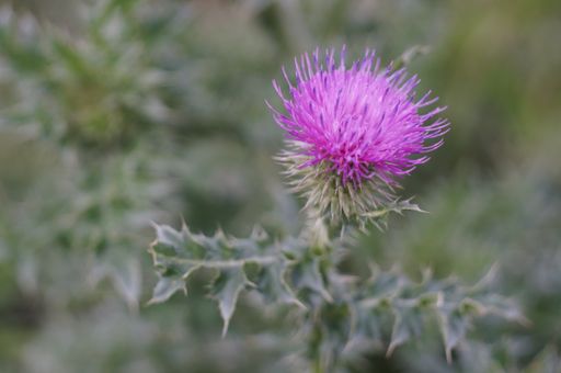 A closeup shot of a purple thistle flower on a field