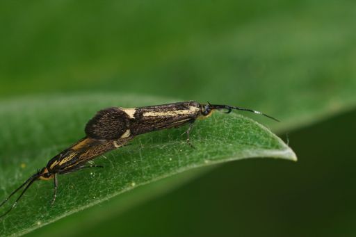 Closeup on copulation of a small but colorful Sulphur Tubic moth, Esperia sulphurella, sitting on a green leaf