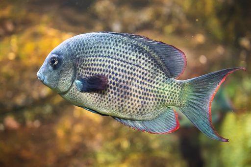 A closeup shot of an African cichlid fish swimming underwater