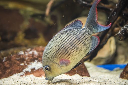 A closeup shot of an African cichlid fish swimming underwater