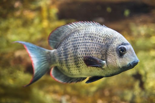 A closeup shot of an African cichlid fish swimming underwater