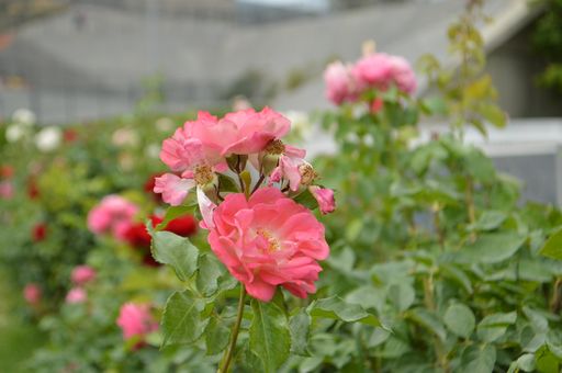A closeup shot of blooming wild pink roses on a bush