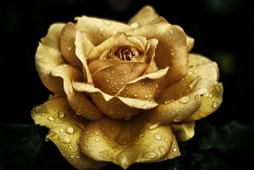 A closeup shot of a yellow rose covered with dewdrops on a blurred background
