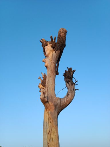 A low angle shot of a dried dead neem tree with the clear blue sky on the background
