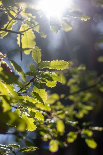 A selective focus shot of green leaves in warm sunlight