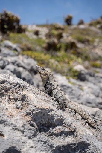 A vertical shot of a lizard standing on a rock over a blurry background of palm trees