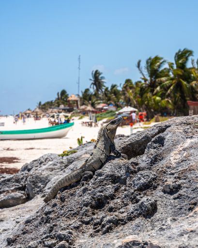 A closeup shot of a lizard on the rocks of a beach