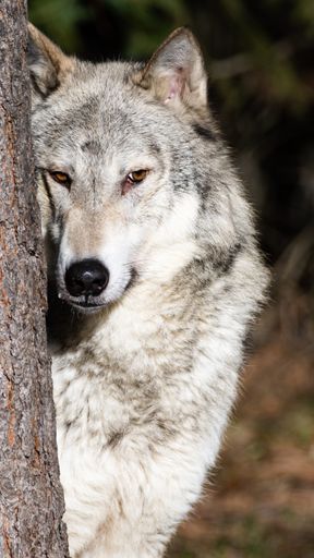 A white Arctic wolf looking between tree trunk in its natural habitat