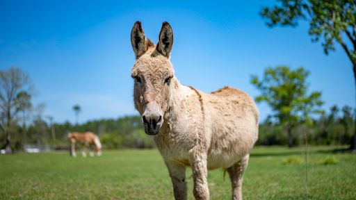 A selective focus shot of a donkey grazing on a pasture