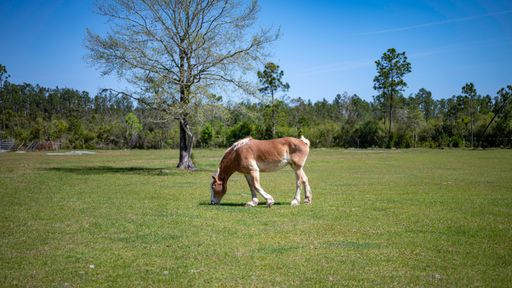 A selective focus shot of a horse grazing on a pasture