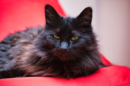 A closeup of a cute black cat lying on a bed in a room