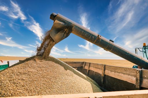 Driverless reaper performs wheat grain harvest, modern combine technology, global warming and overpopulation solved by artificial intellige