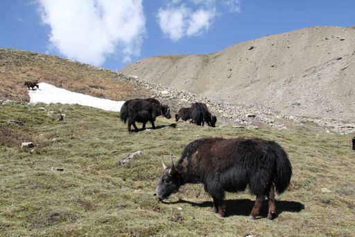 A group of animals grazing in the fields