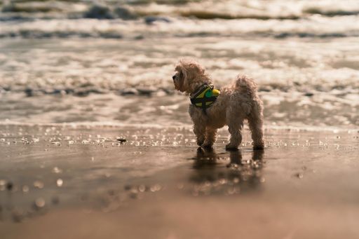 A closeup shot of a cute dog on the beach of Castellos