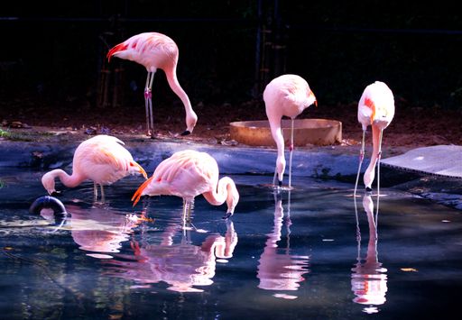 A flock of flamingoes on calm shallow water with reflection on the surface