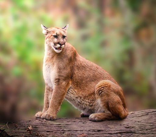 A closeup shot of a cougar sitting on a log against a blurred background