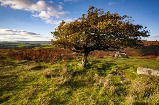 A tree surrounded by greenery under the sunlight in the Dartmoor National Park, Devon, the UK