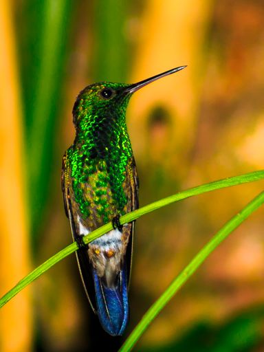 Humming bird resting after feeding. Trinidad and Tobago is the home of 16 diferent types of humming Birds