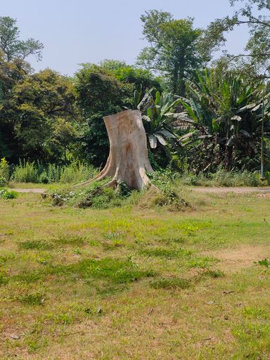 A vertical shot of a tree stump in the field