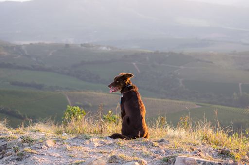 A closeup shot of a brown dog in nature - perfect for background