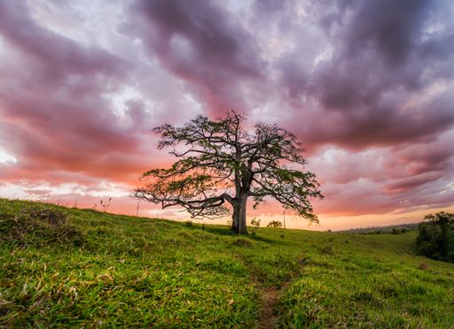 A beautiful shot of a lone tree in the field under a pink and orange sky