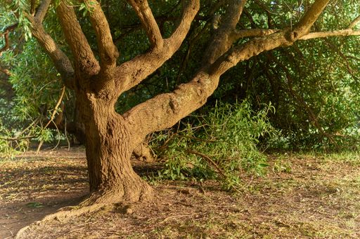 A green tree with a huge tree trunk in nature