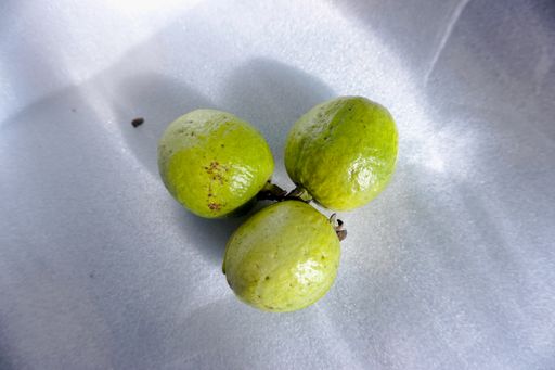 A top view of three guavas isolated on a white tablecloth