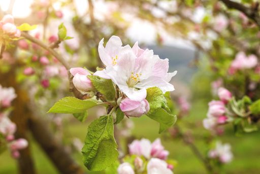 A closeup of a blooming apple tree in the garden on a sunny day
