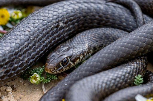 Close-up macro shot of Black western whip snake, Hierophis viridiflavus, basking near a Maltese Sea Chamomile plant, Anthemis urvilleana. Malta.