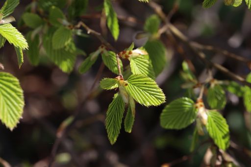 A shallow focus shot of European hornbeam green leaves on the branches of a tree in spring