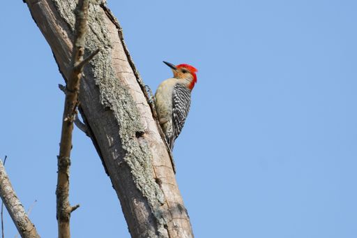 A great spotted woodpecker perched on a tree trunk