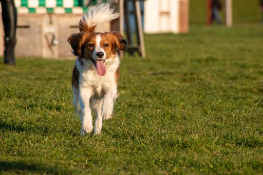 A closeup of a cute Dutch Kooikerhondje dog running on lush green grass with its tongue out
