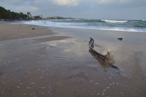 A closeup shot of a palm tree branch on a sandy shore on a cloudy day