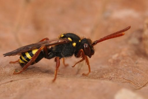 A close-up shot of a wasp sitting on a dry leaf