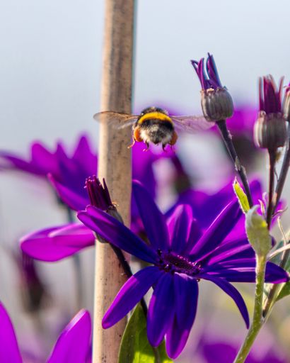 A vertical closeup shot of a purple daisybush (Osteospermum) and a bee